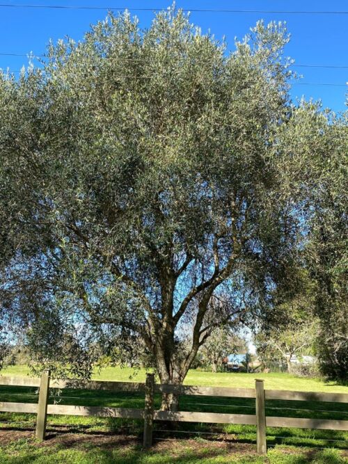 Olea europaea ‘J5 ‘ - Olive in rural setting