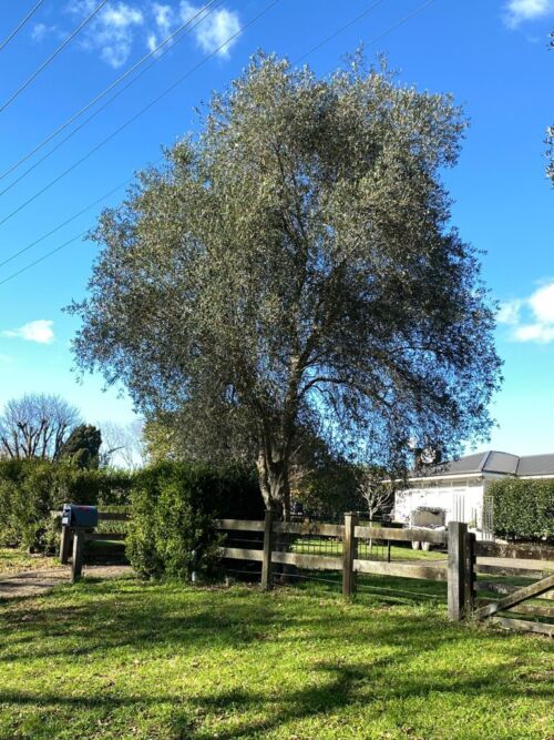 Olea Europea tree in a rural setting
