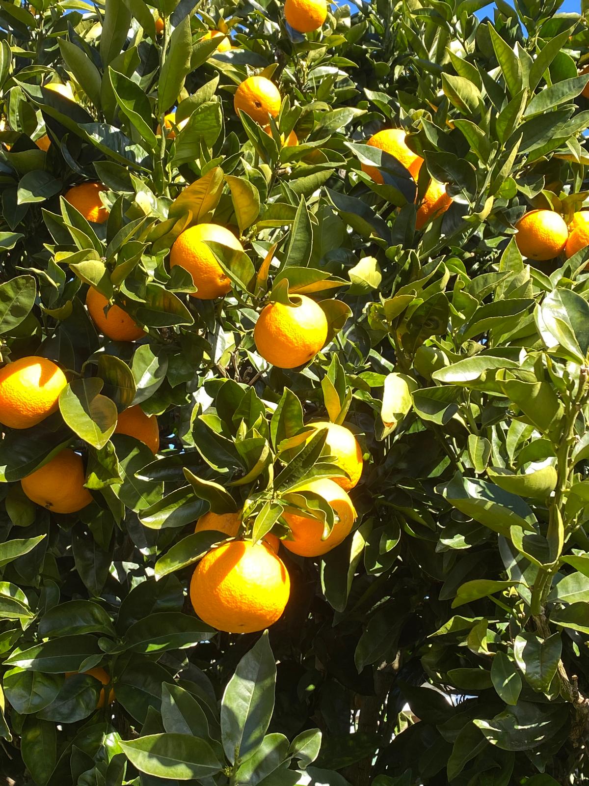 Orange ‘Parent Navel’ (Citrus sinensis) fruit on the tree