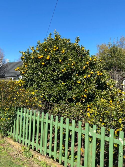 Orange ‘Parent Navel’ (Citrus sinensis) tree in fruit in an urban garden
