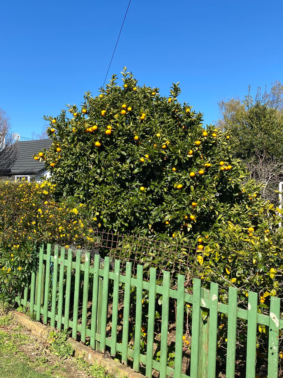 Orange ‘Parent Navel’ (Citrus sinensis) tree in fruit in an urban garden