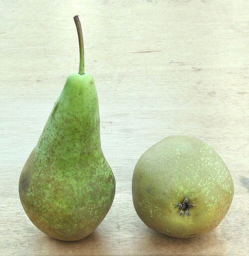 Pear ‘Conference’ (Pyrus communis) fruit