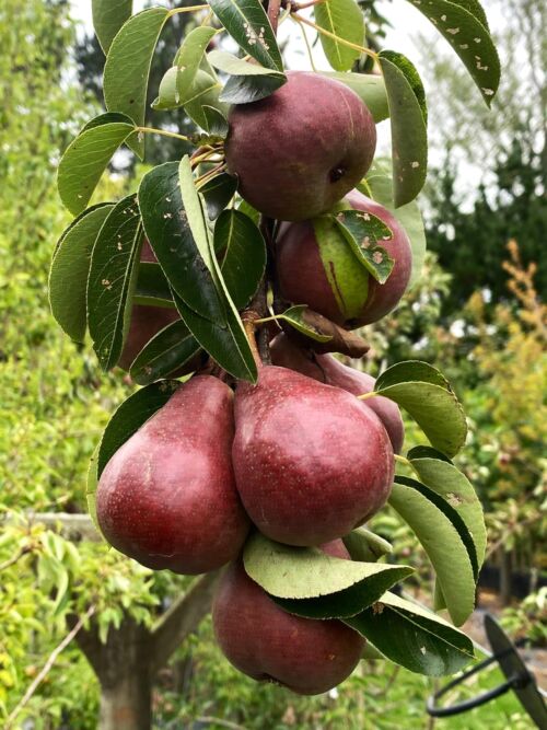 Pear ‘Red Bartlett’ (Pyrus communis) Red fruit January - Summer