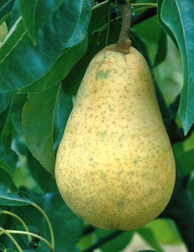 Pear ‘ Williams Bon Chretien’ (Pyrus communis) fruit