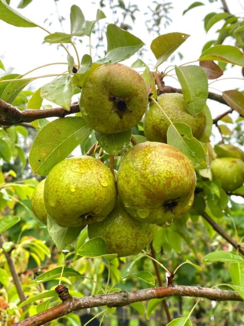 Pear ‘Winter Cole’ (Pyrus communis) summer fruit