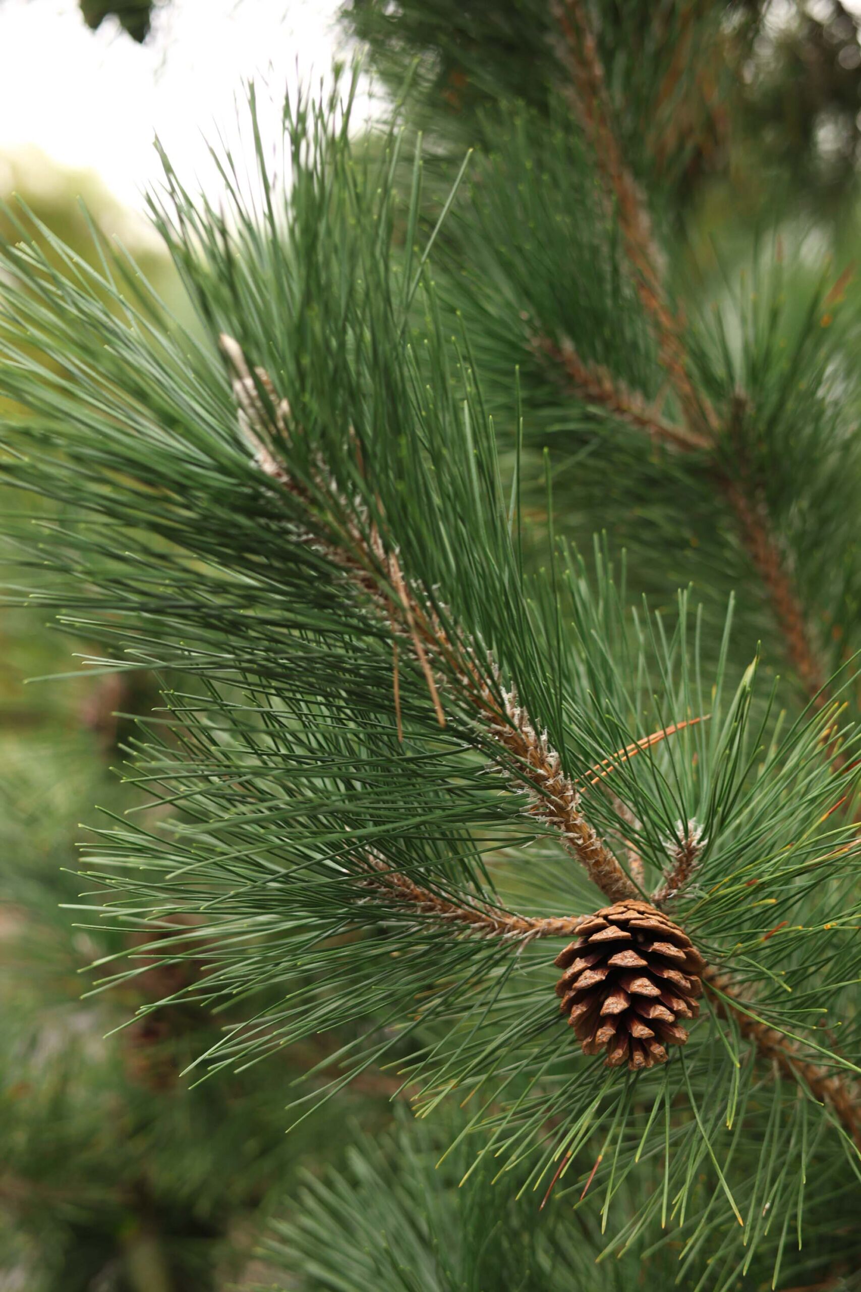 Pinus thunbergii - Japanese Black Pine dark green needle like foliage and cone.