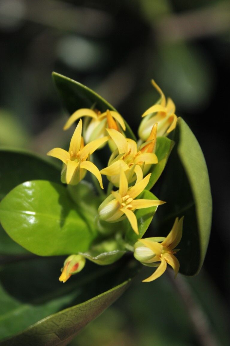 Pittosporum cornifolium - Tawhiri Karo yellow fragrant flowers