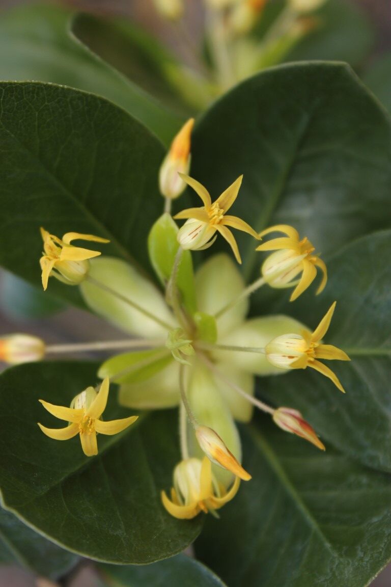 Pittosporum cornifolium - Tawhiri Karo yellow fragrant flowers