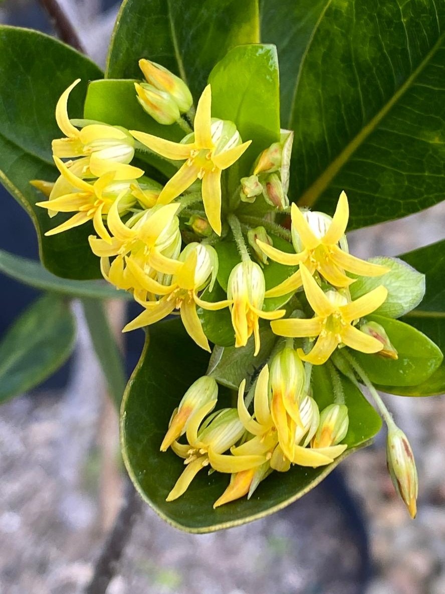Pittosporum cornifolium - Tawhiri Karo yellow fragrant flowers