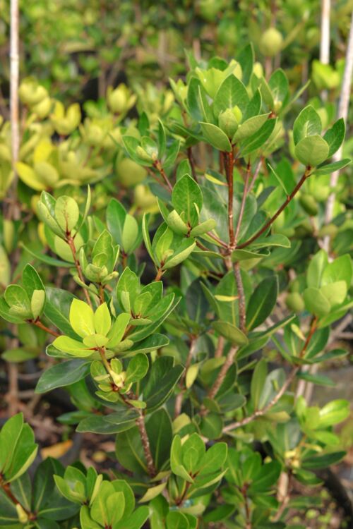 Pittosporum cornifolium - Tawhiri Karo green foliage
