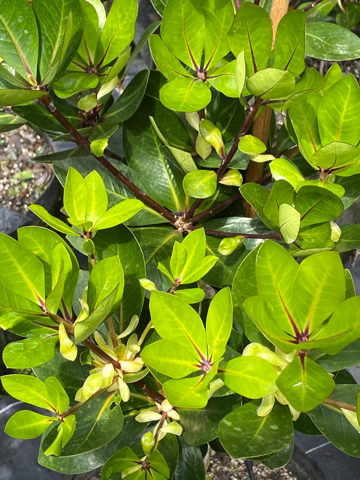 Pittosporum cornifolium - Tawhiri Karo green foliage