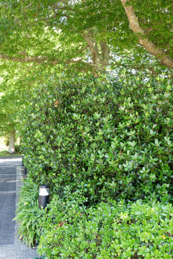 Pittosporum cornifolium - Tawhiri Karo hedge at Auckland Botanical gardens