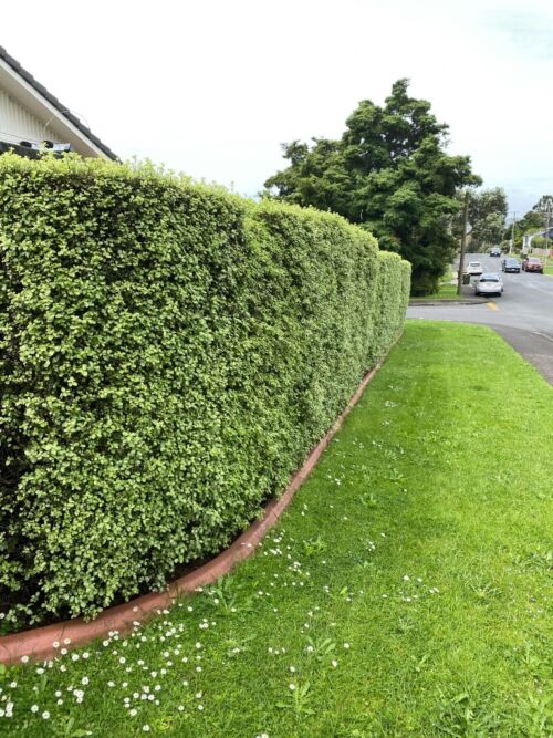 Pittosporum tenuifolium ‘Wrinkle blue’- Kohuhu hedge in urban garden