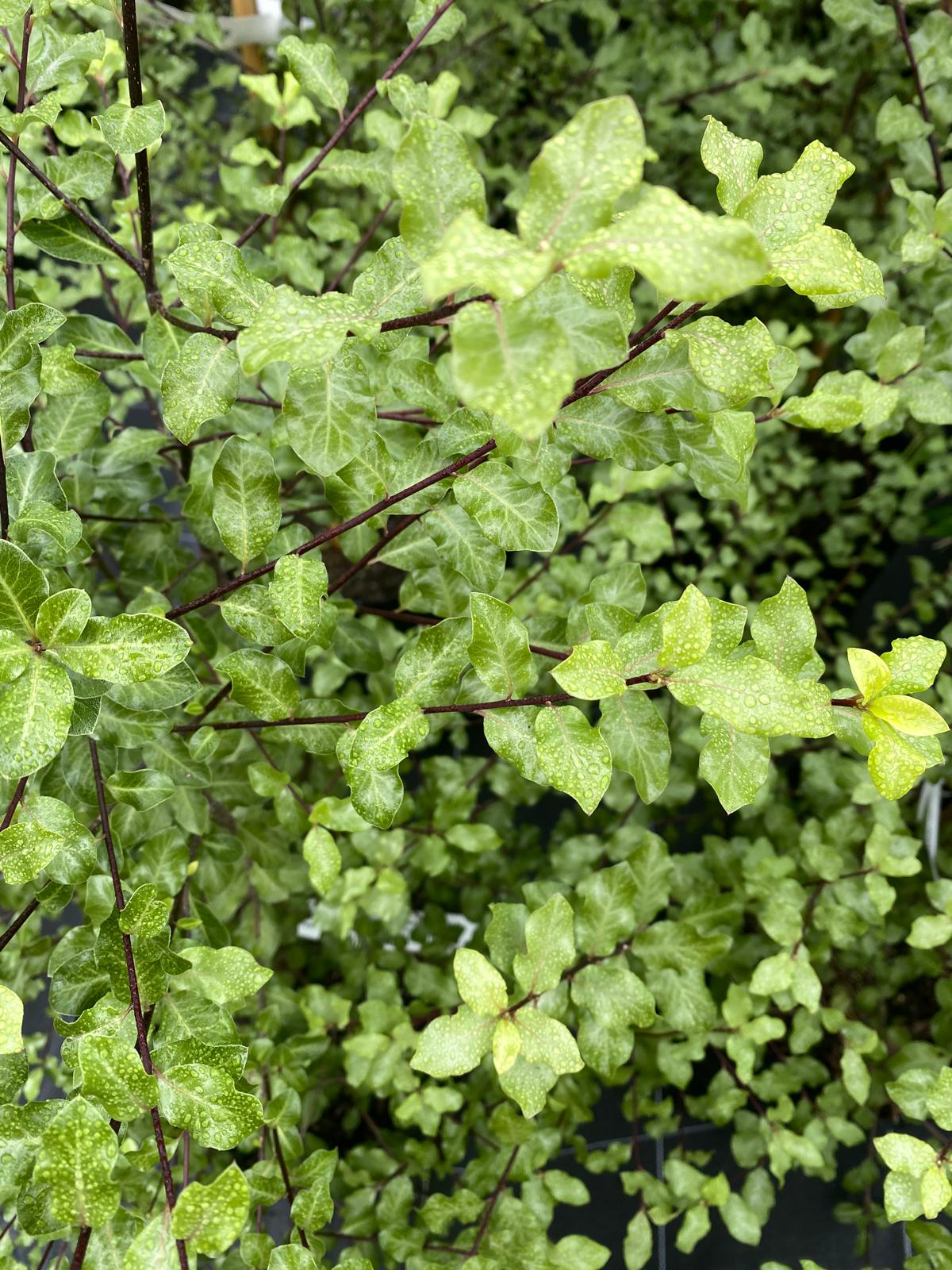 Pittosporum tenuifolium ‘Wrinkle blue’- Kohuhu light green foliage