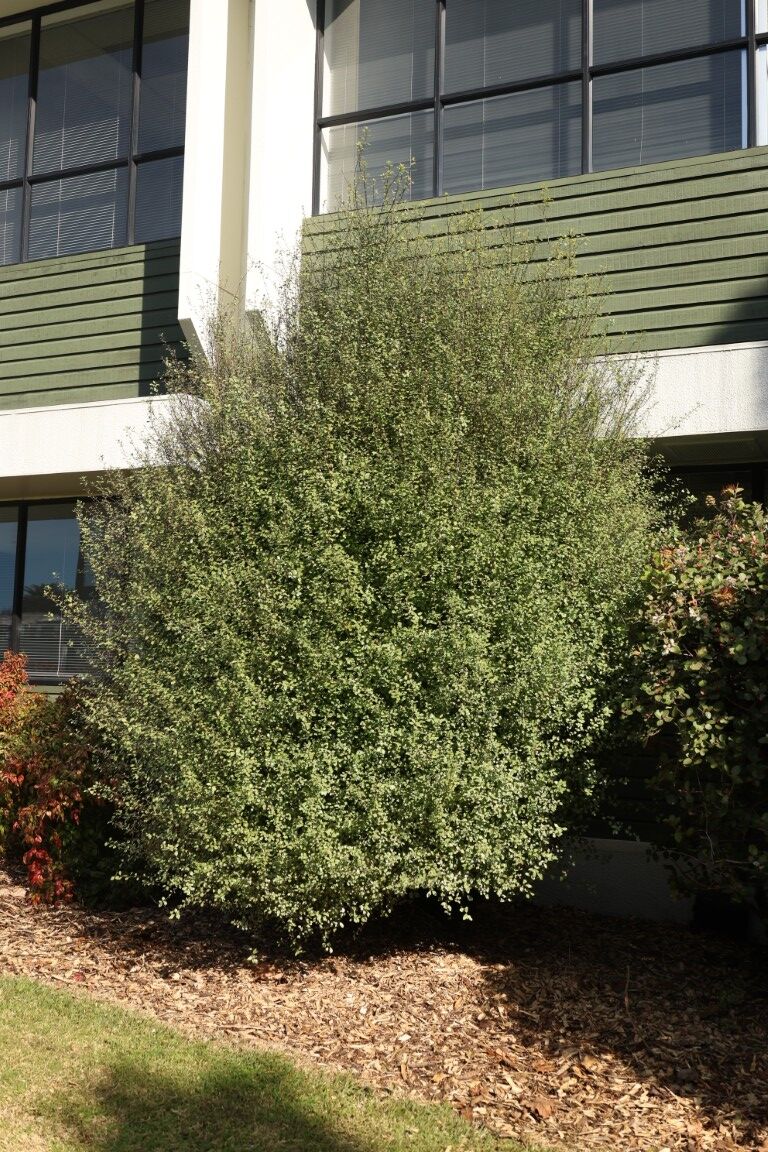 Pittosporum tenuifolium ‘Wrinkle blue’- Kohuhu small tree next to office building