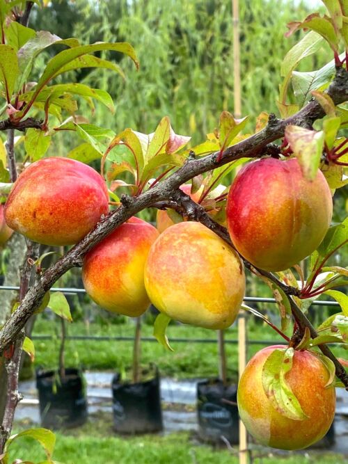 Plum ‘Luisa’ (Prunus Domestica - European Plum) Fruit January summer