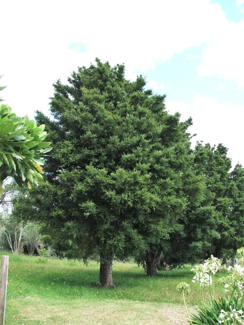 Podocarpus totara ‘Ardmore Green’ - Totara in a rural setting