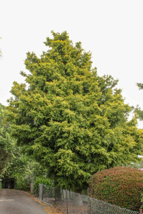 Podocarpus totara ‘Aurea’ - Golden Totara tree in urban garden