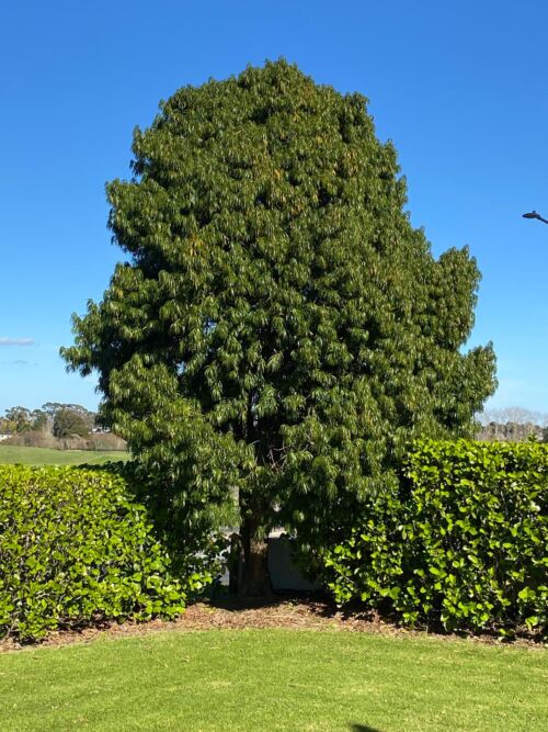 Podocarpus henkelii - Henkel’s Yellow Wood small tree in an urban garden