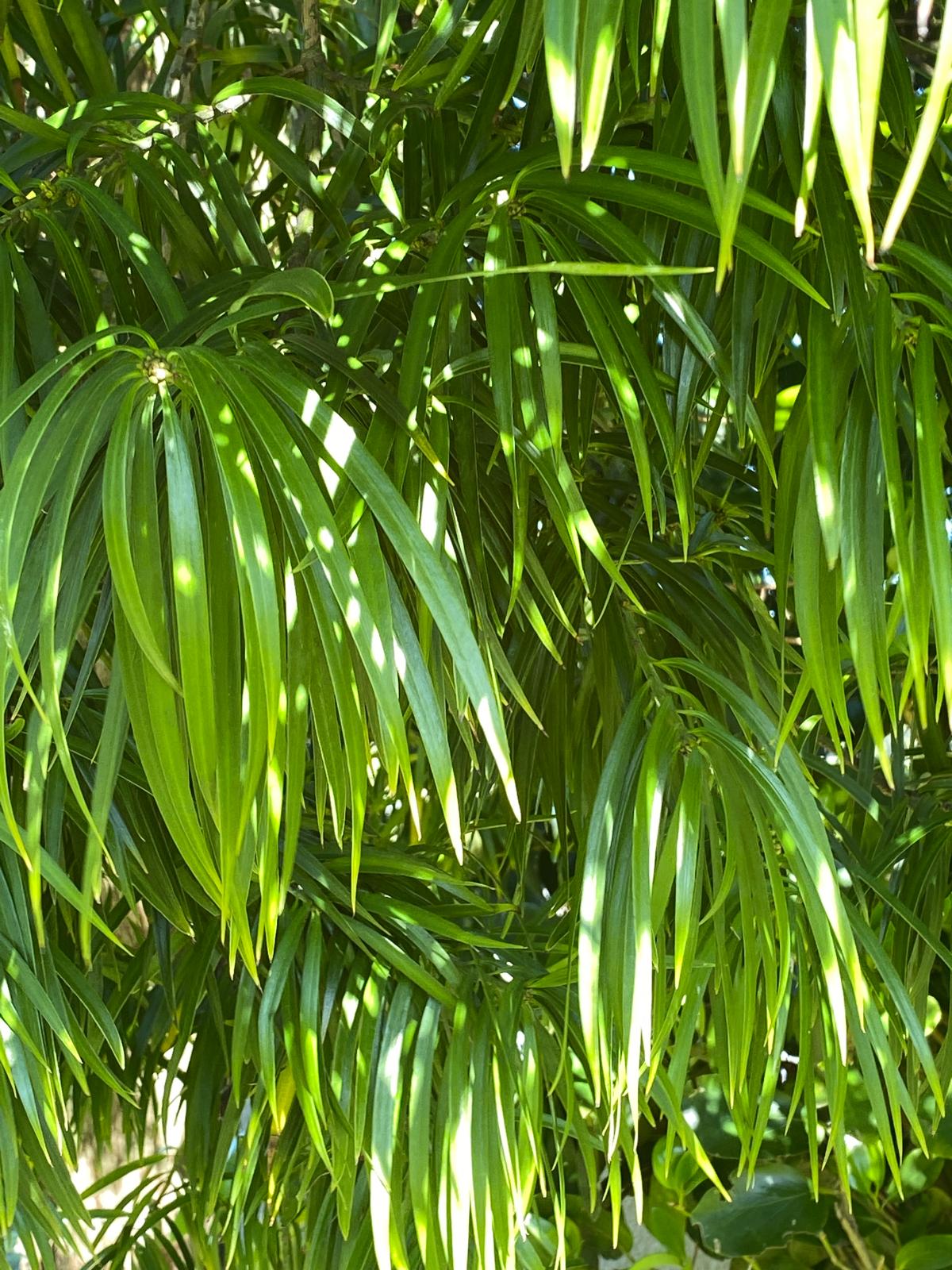 Podocarpus henkelii - Henkel’s Yellow Wood long drooping green foliage