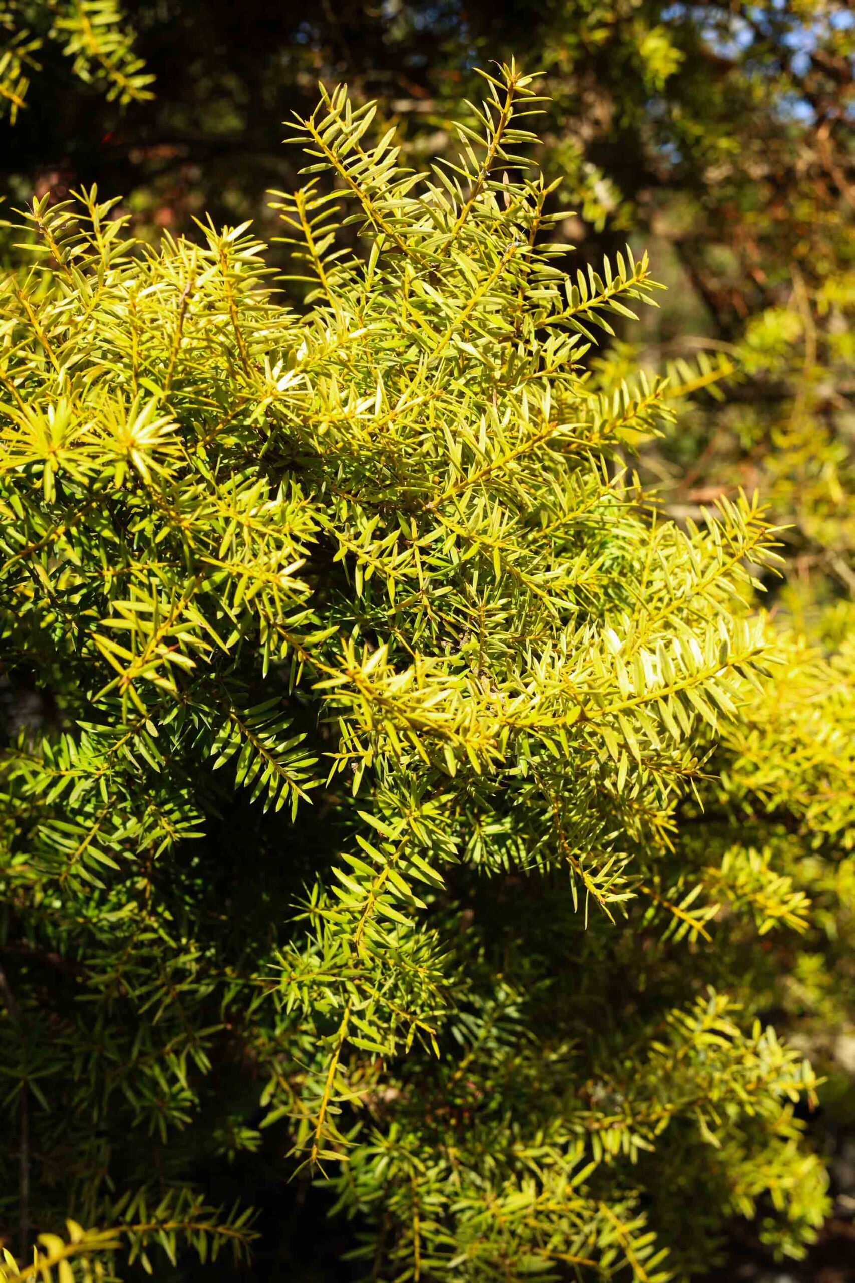 Podocarpus totara ‘Aurea’ - Golden Totara golden foliage