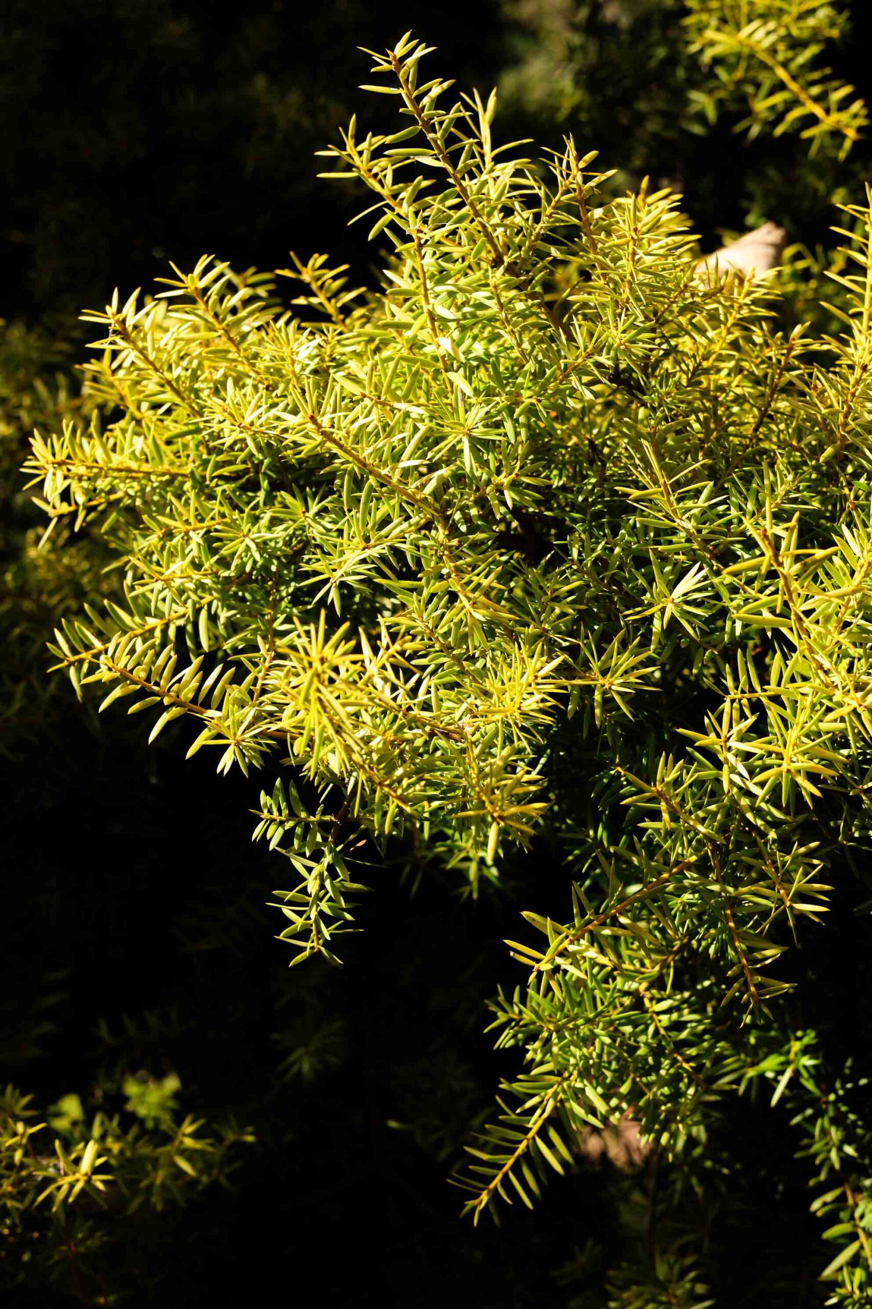 Podocarpus totara ‘Aurea’ - Golden Totara yellow foliage