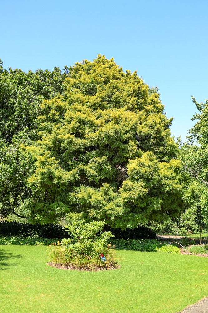 Podocarpus totara ‘Aurea’ - Golden Totara tree in Auckland Botanical Gardens Feb2026