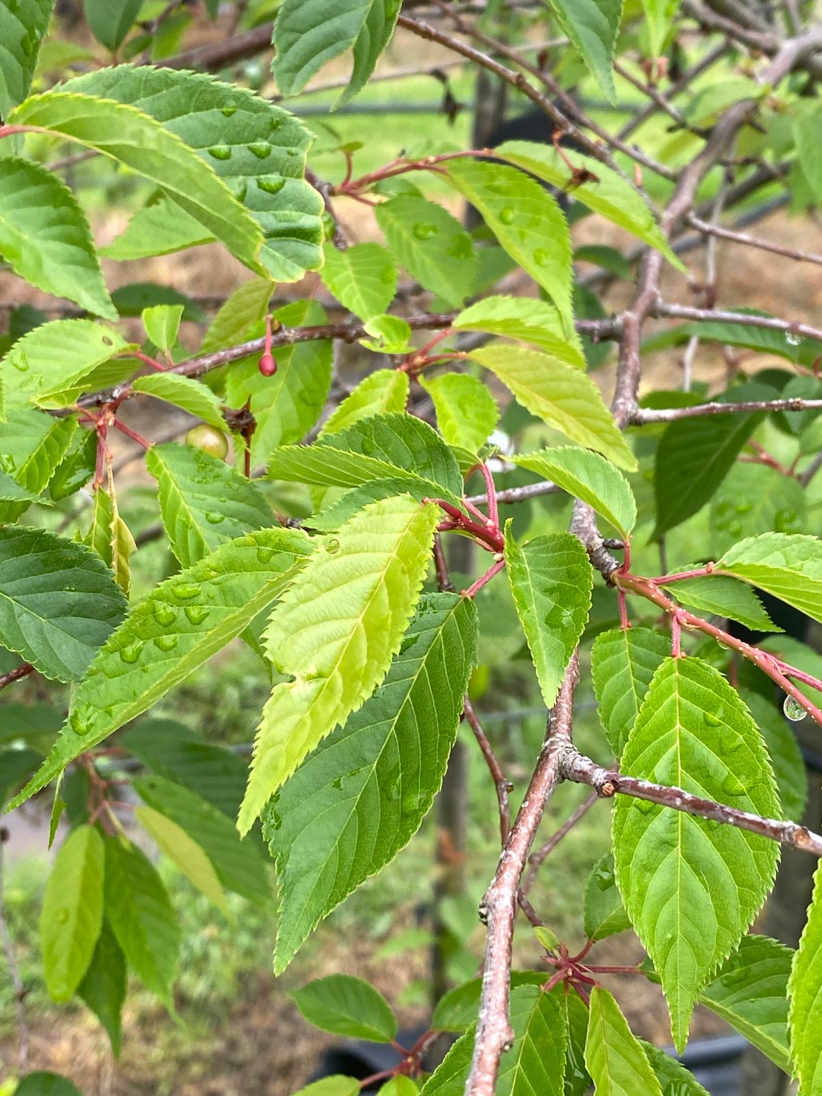 Prunus yedoensis ‘Mountain Haze’ green summer foliage