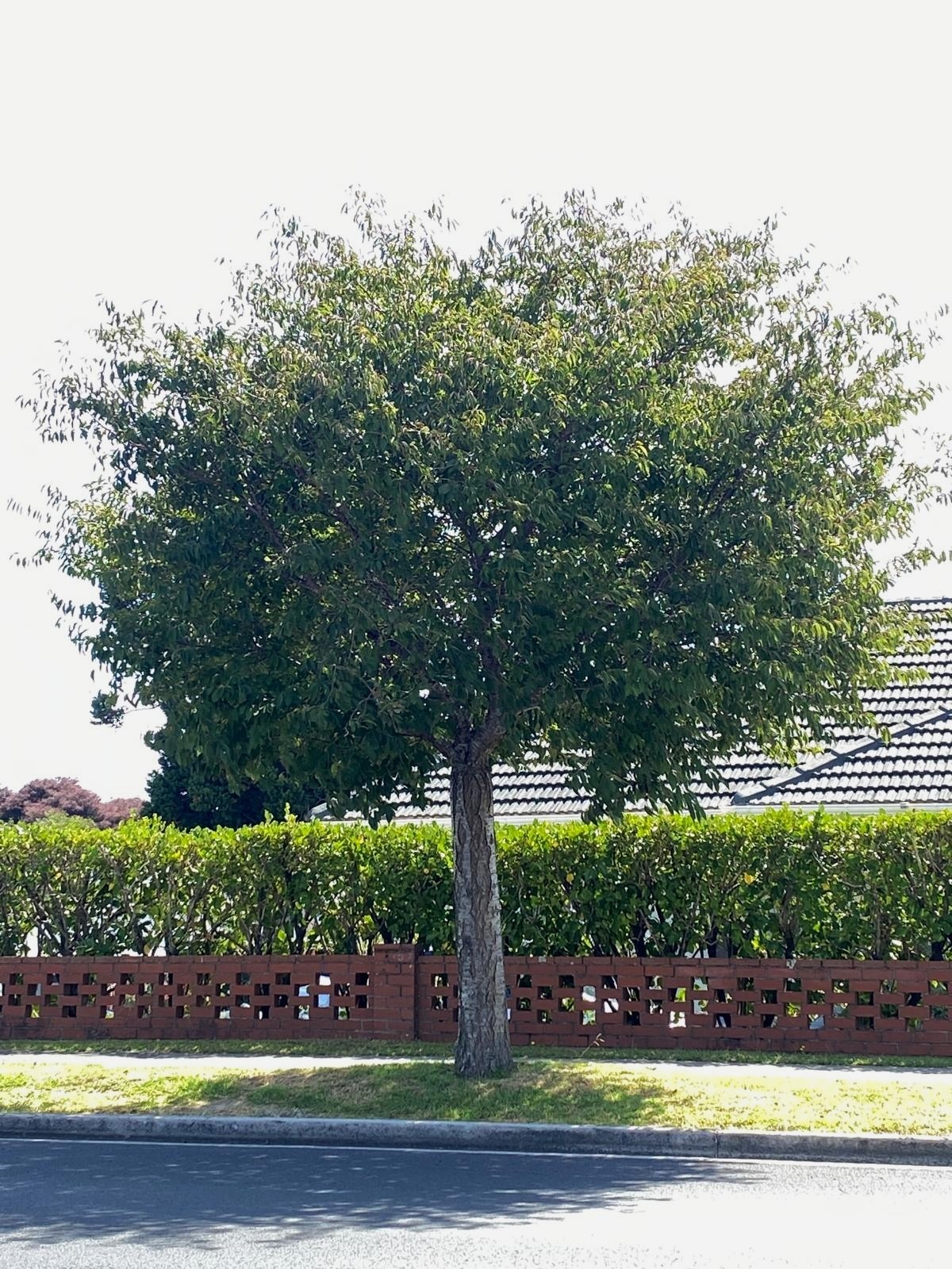 Prunus yedoensis ‘Mountain Haze’ tree in summer street setting