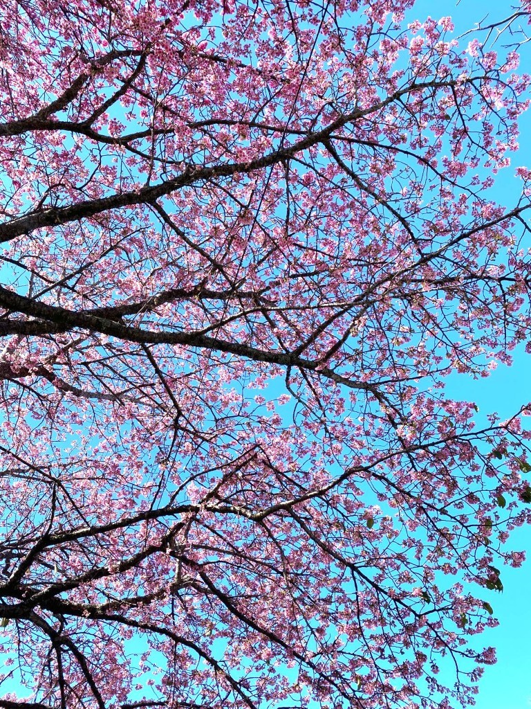 Prunus Campanulata ‘Pink cloud’ - Taiwan Cherry Variety pink flowers on branches