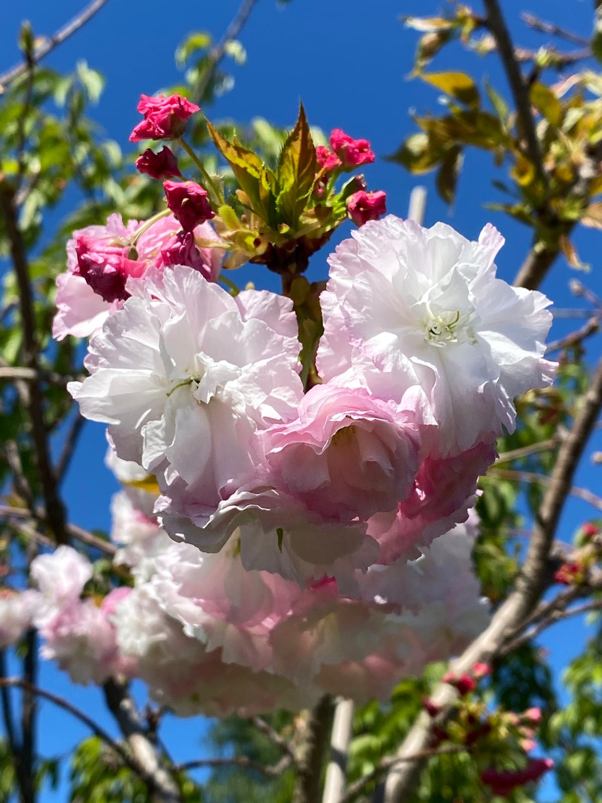Prunus serrulata ‘Shimidsu Sakura’ - Moonlight Cherry pink and white blossoms