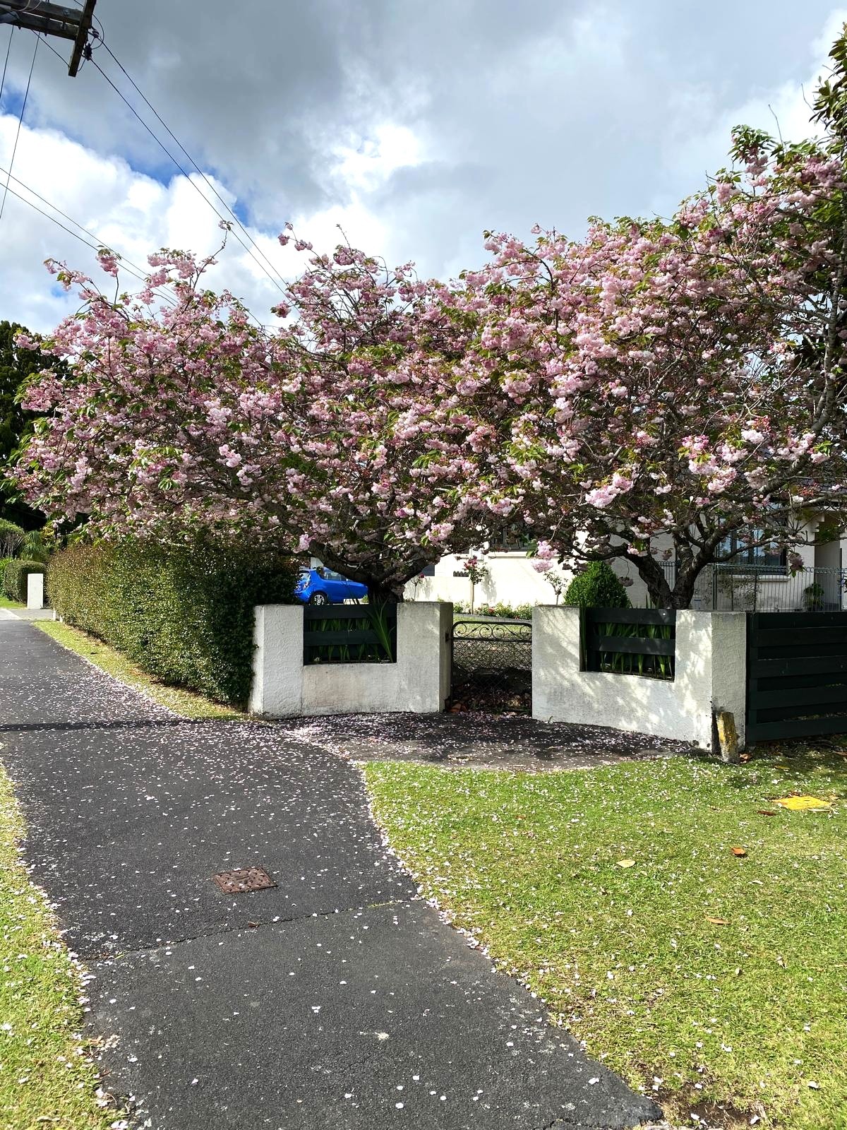 Prunus serrulata ‘Shimidsu Sakura’ - Moonlight Cherry tree in urban garden