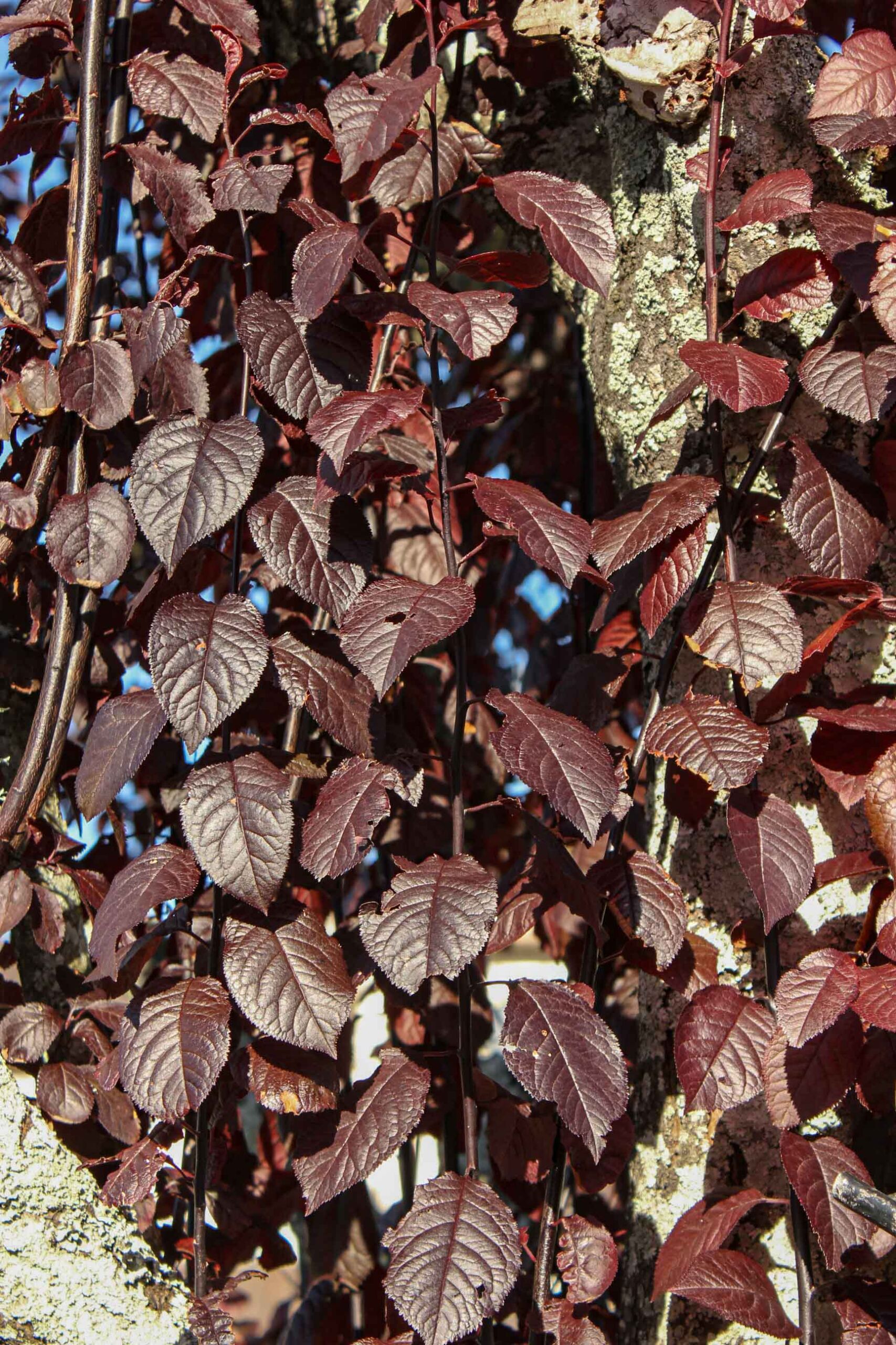 Prunus cerasifera ‘Thundercloud’ dark purple red foliage