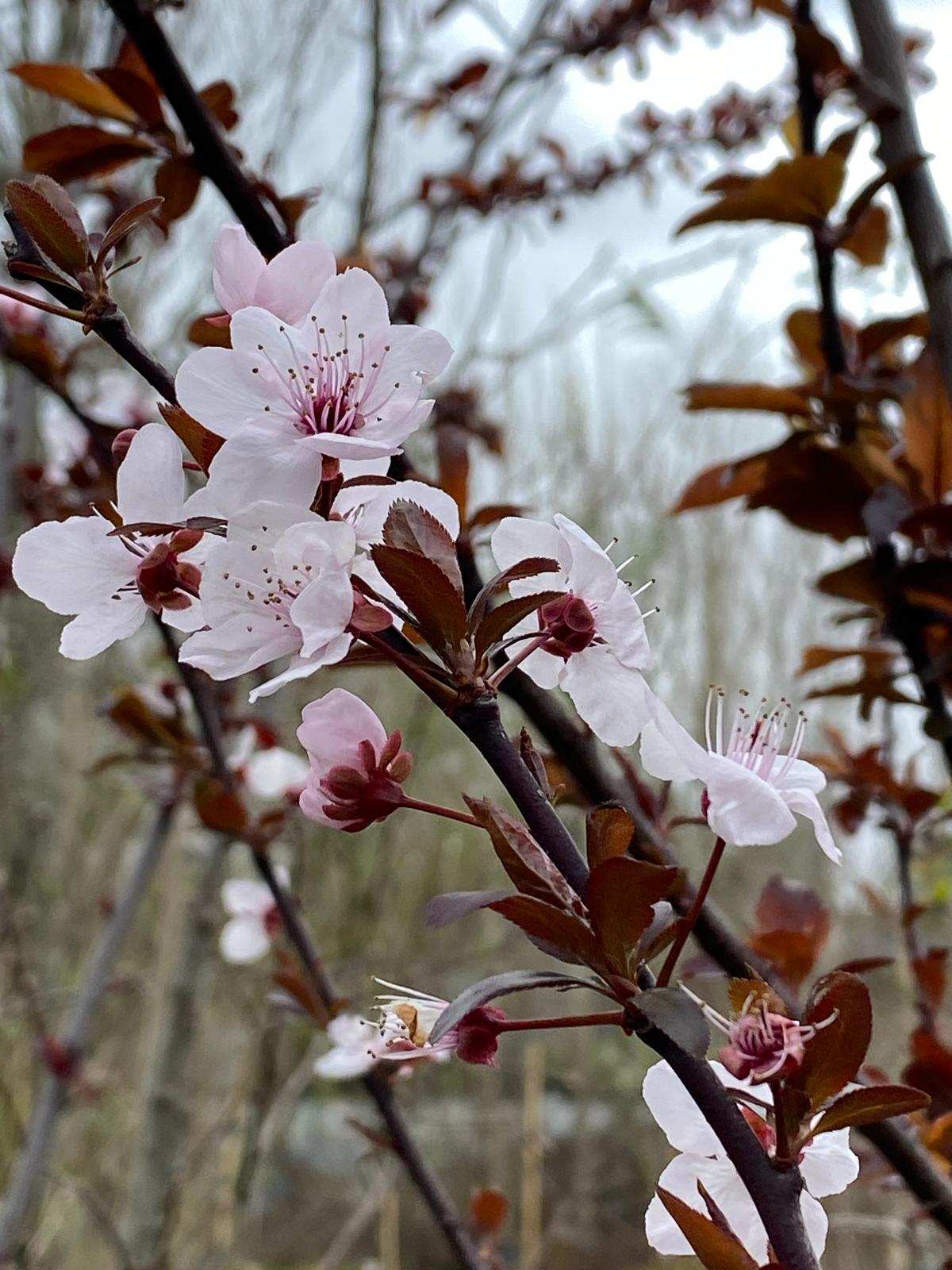 Prunus cerasifera ‘Thundercloud’ pink flowers in spring