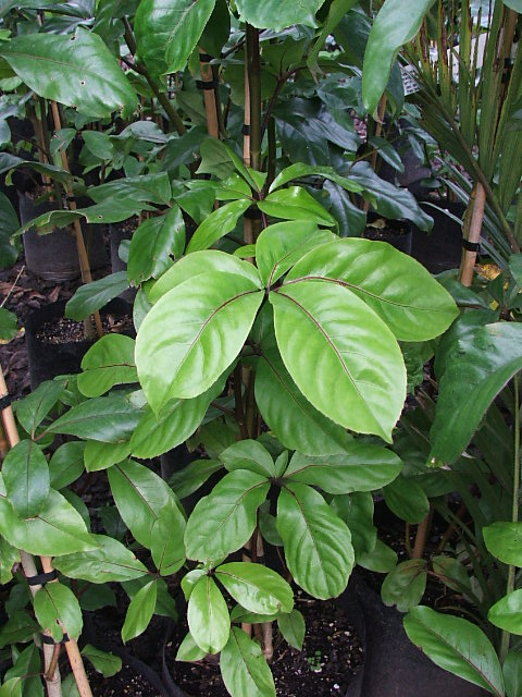 Pseudopanax laetus - Large leaf five finger green large foliage