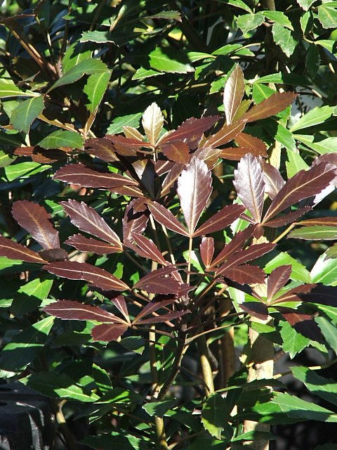 Pseudopanax lessonii ‘Purpurea’ dark red purple foliage