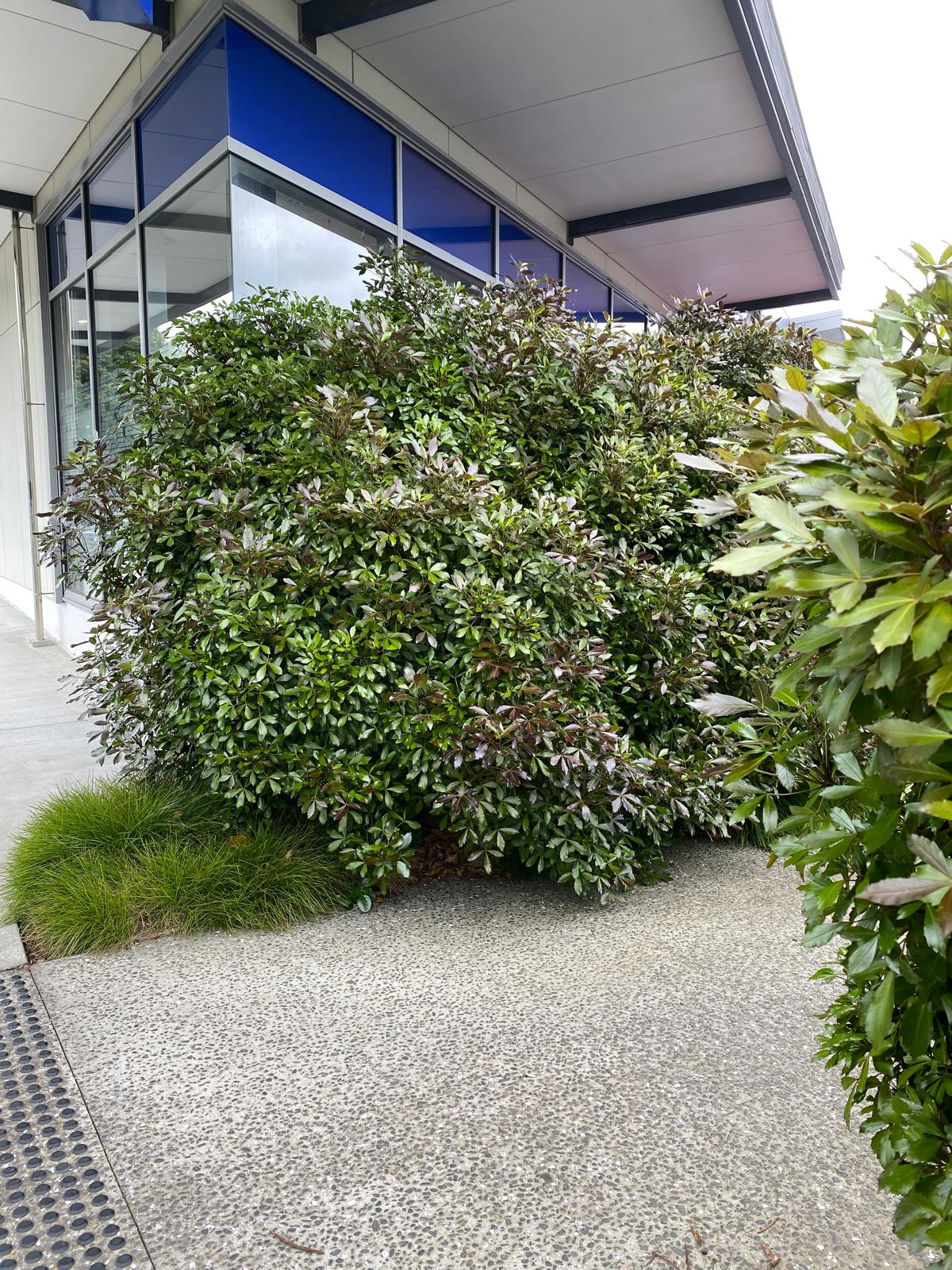 Pseudopanax lessonii ‘Purpurea’ bush in a shopping centre