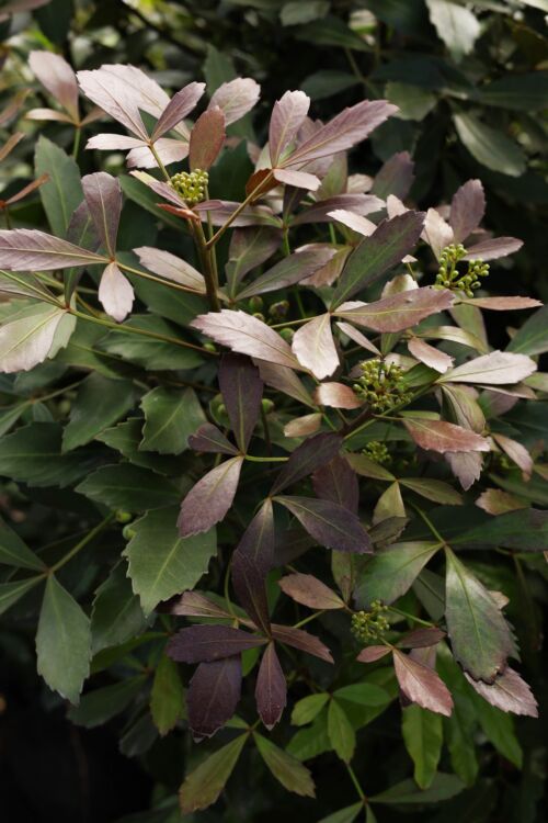 Pseudopanax lessonii ‘Purpurea’ dark red purple foliage
