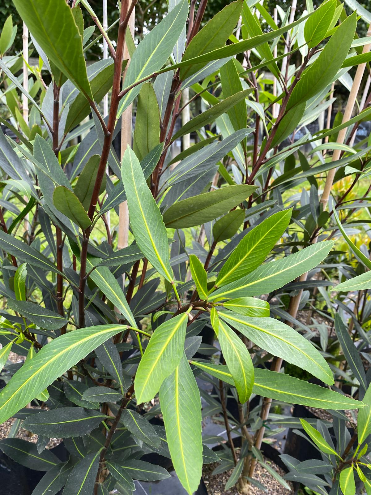 Pseudopanax ‘Sabre’ green long foliage