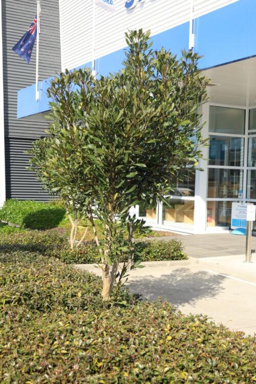 Pseudopanax ‘Sabre’ in office garden