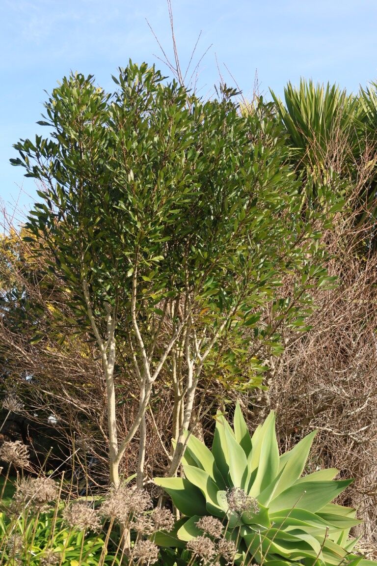 Pseudopanax ‘Sabre’ in urban garden
