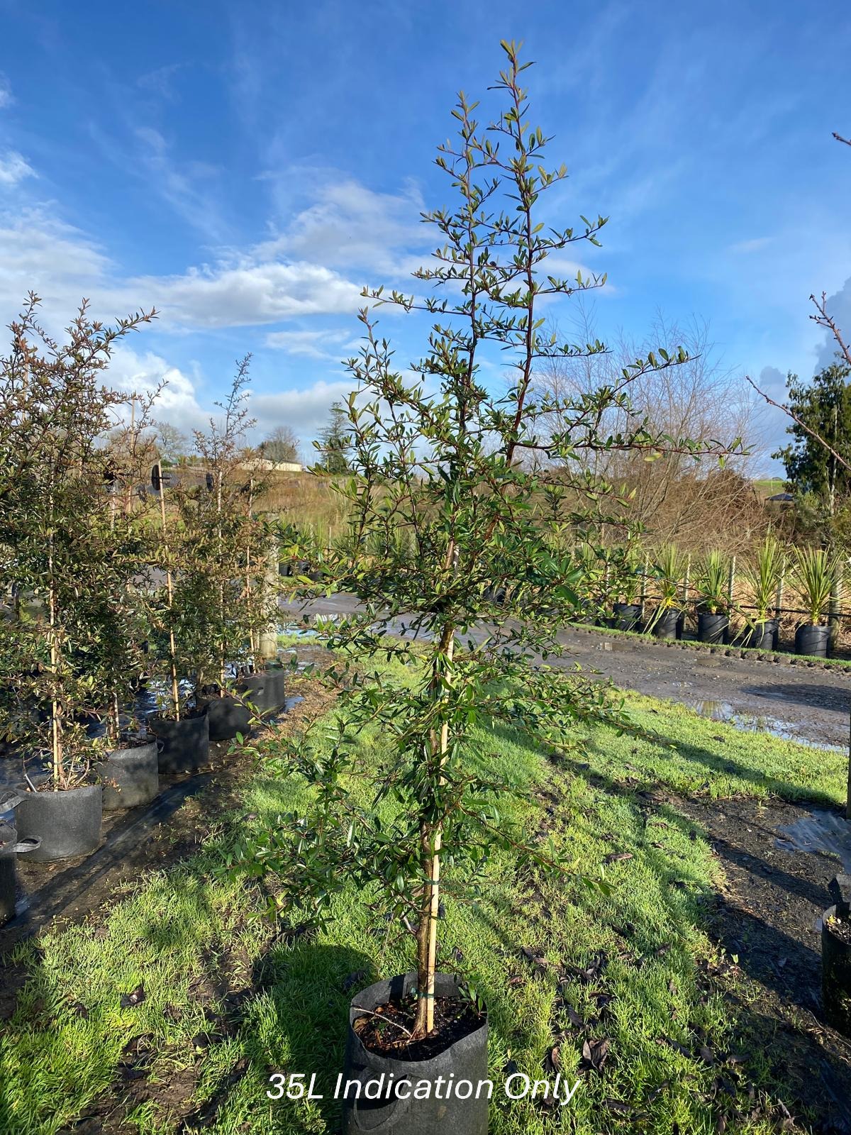 Pyracantha ‘Brilliant’ - Scarlet Firethorn 35L Nursery specimen