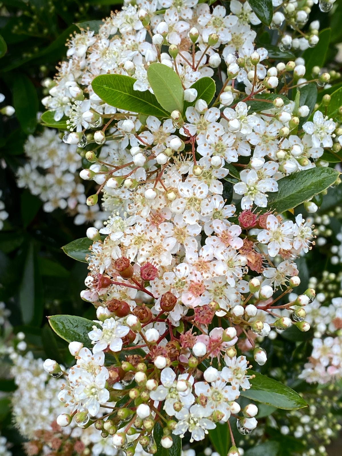 Pyracantha ‘Brilliant’ - Scarlet Firethorn white small spring flowers