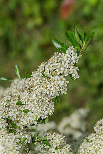 Pyracantha ‘Brilliant’ - Scarlet Firethorn white flowers