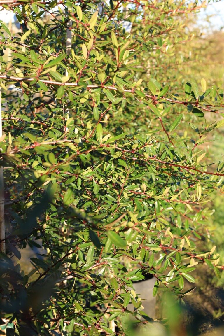 Pyracantha ‘Brilliant’ - Scarlet Firethorn green slender foliage