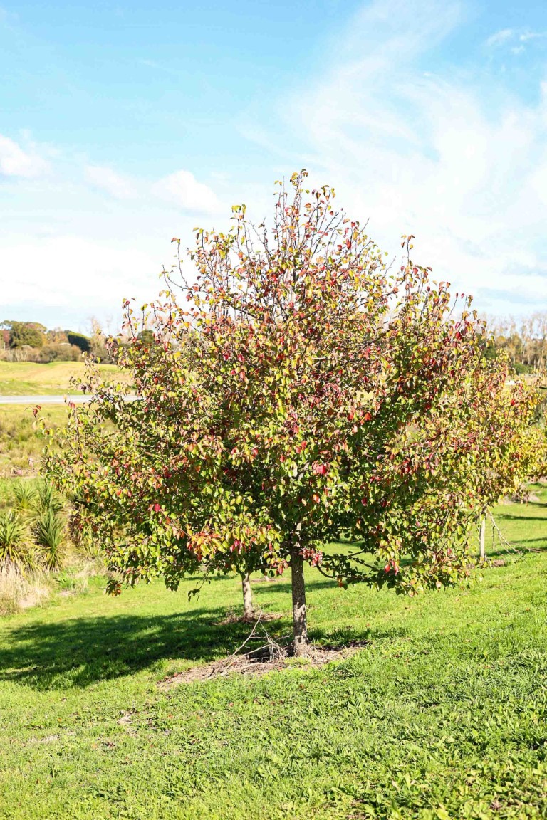 Pyrus calleryana 'Kea' - Callery Pear tree in a park