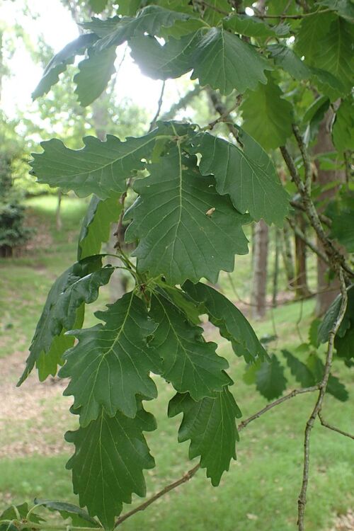 Quercus canariensis - Algerian or Mirbeck Oak large green summer foliage