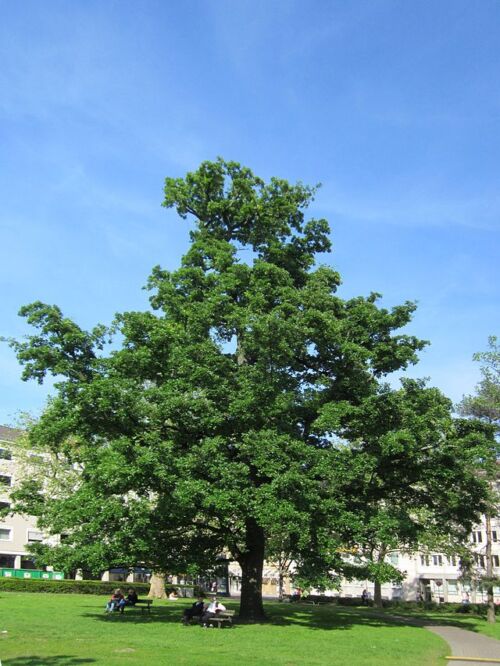 Quercus cerris - Turkey Oak tree in a park