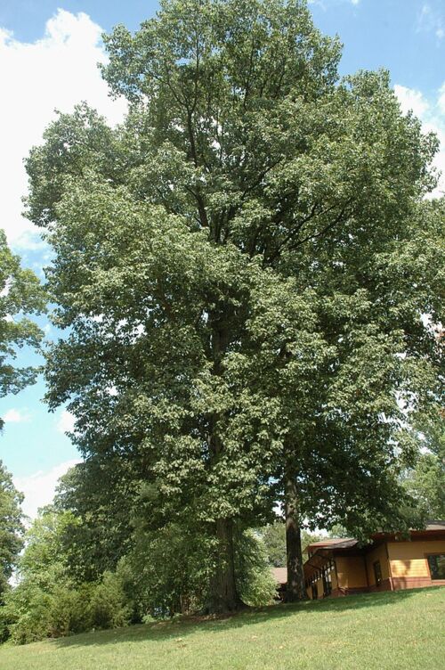 Quercus rubra - Northern Red Oak tree in summer