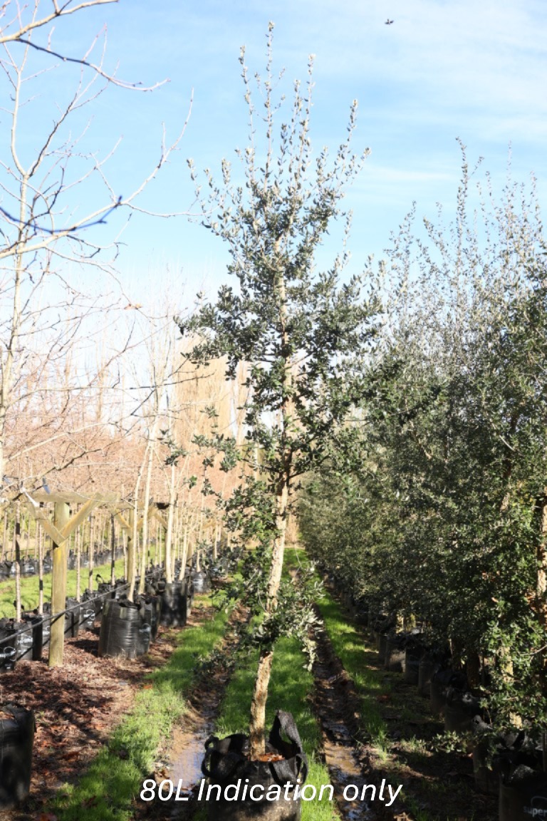 Quercus suber - Cork Oak 80L Nursery specimen